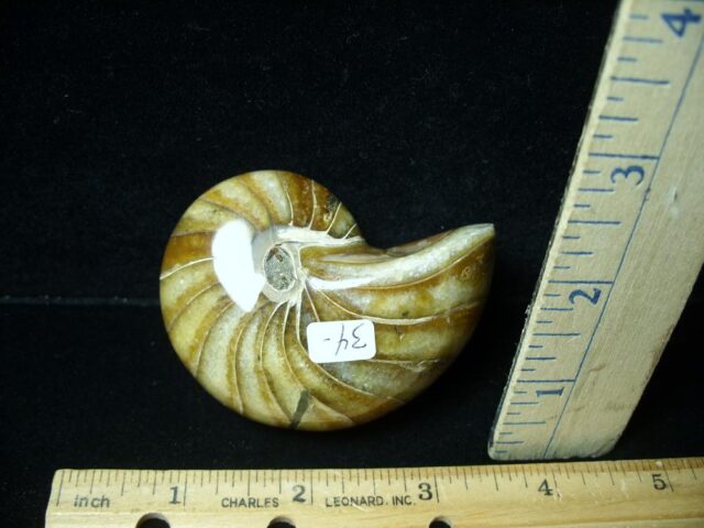Whole Polished  Fossilized Nautilus (021223g) - Image 2