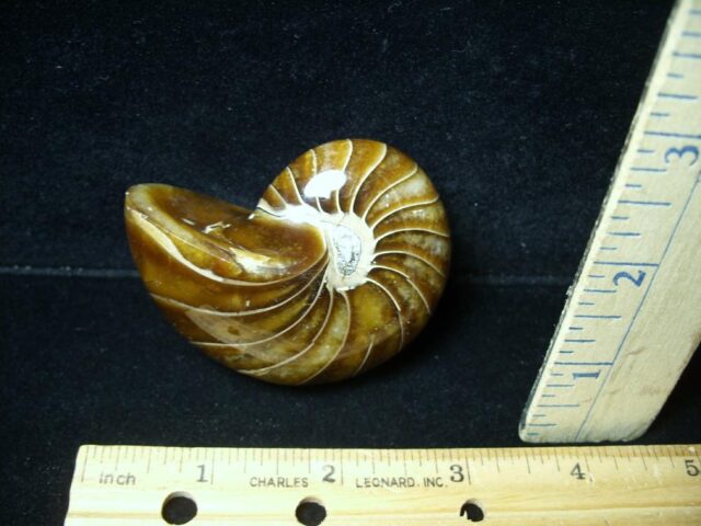 Whole Polished  Fossilized Nautilus (021223h)