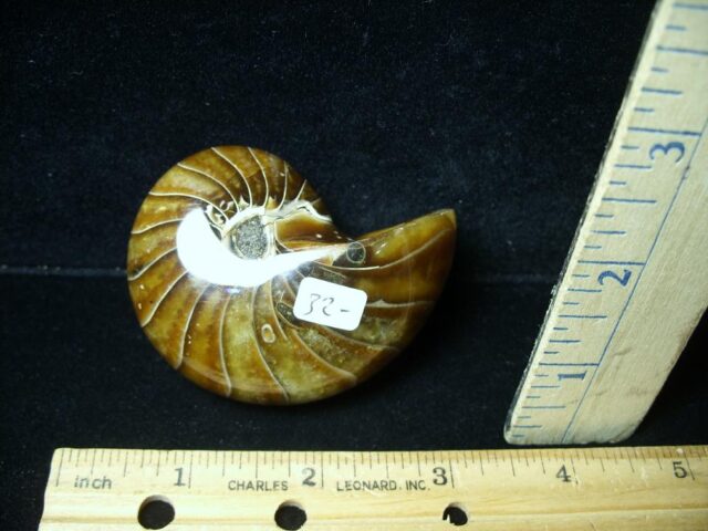Whole Polished  Fossilized Nautilus (021223h) - Image 2