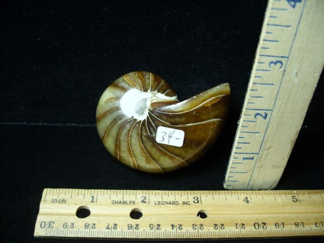 Whole Polished  Fossilized Nautilus (021223j)