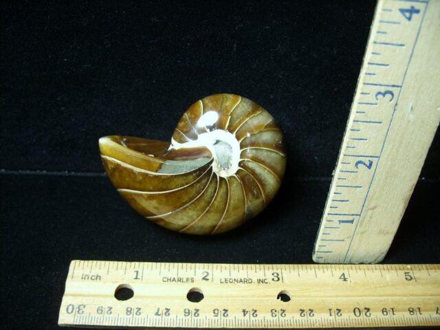 Whole Polished  Fossilized Nautilus (021223j) - Image 2