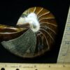 Whole Polished  Fossilized Nautilus (021223k)