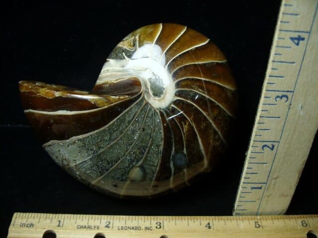 Whole Polished  Fossilized Nautilus (021223k)