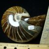 Whole Polished  Fossilized Nautilus (021223k) - Image 2