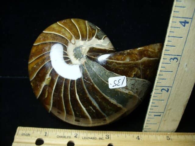 Whole Polished  Fossilized Nautilus (021223k) - Image 2