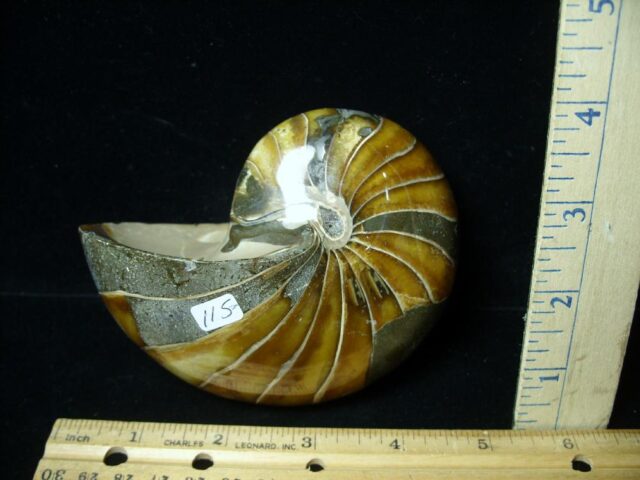 Whole Polished  Fossilized Nautilus (021223r)