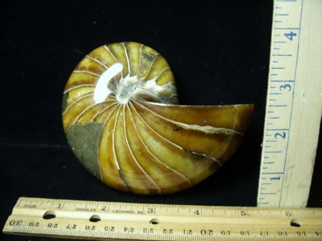 Whole Polished  Fossilized Nautilus (021223r) - Image 2