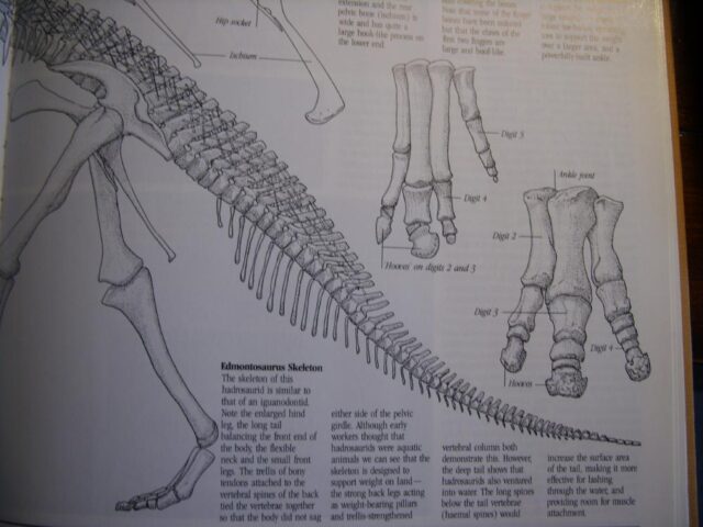 Large Edmontosaurus  Dinosaur Tail Section (021223m)........SOLD 06/21/2023 - Image 5
