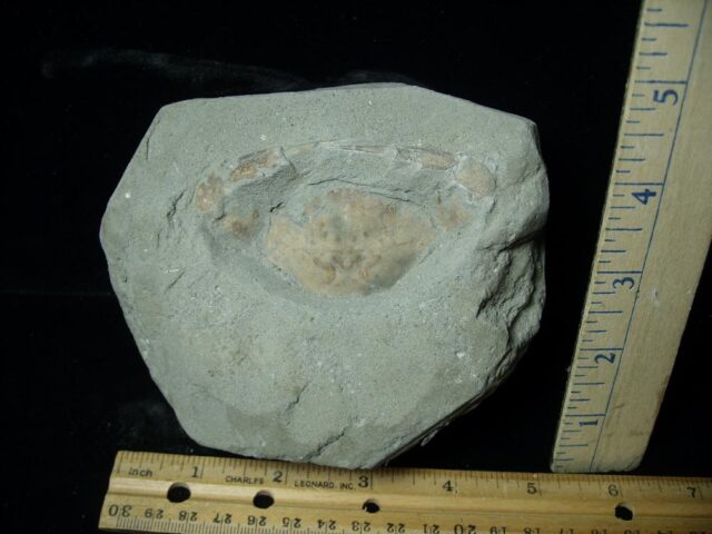 Fossil Crab (021323c)