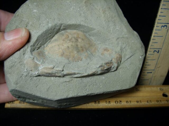 Fossil Crab (021323c) - Image 2