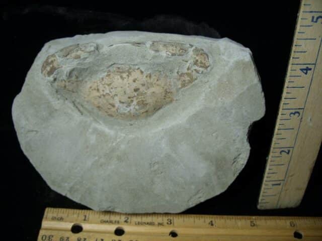 Fossil Crab (021323d)