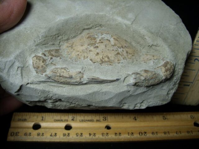 Fossil Crab (021323d) - Image 2