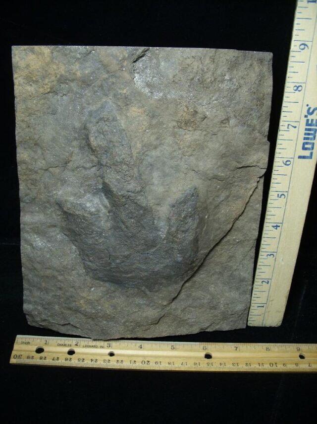 DINOSAUR TRACK (021323e)