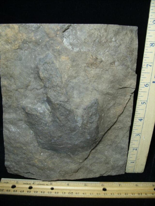 DINOSAUR TRACK (021323e) - Image 2