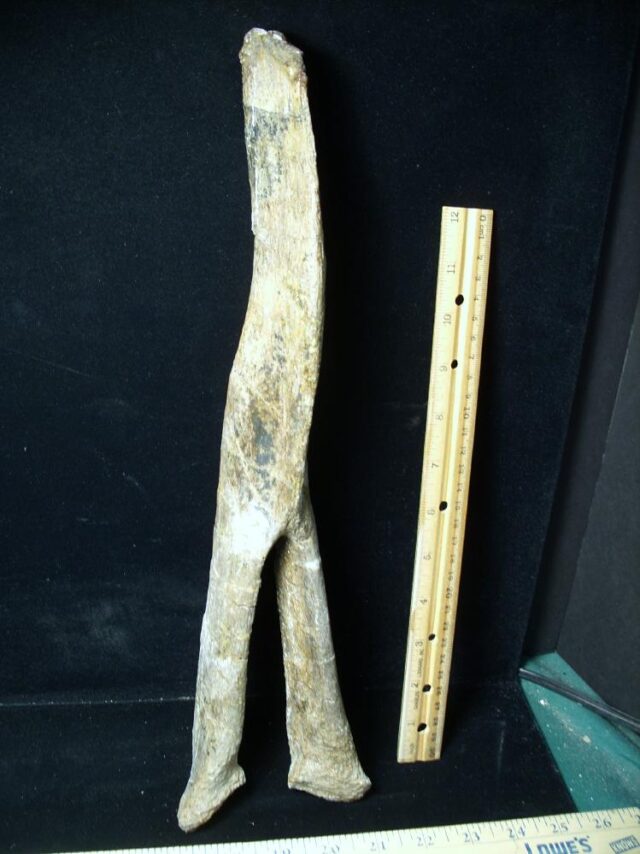Large Long Neck Dinosaur Tail Chevron (021523c) - Image 3