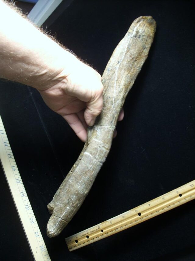 Large Long Neck Dinosaur Tail Chevron (021523c) - Image 4