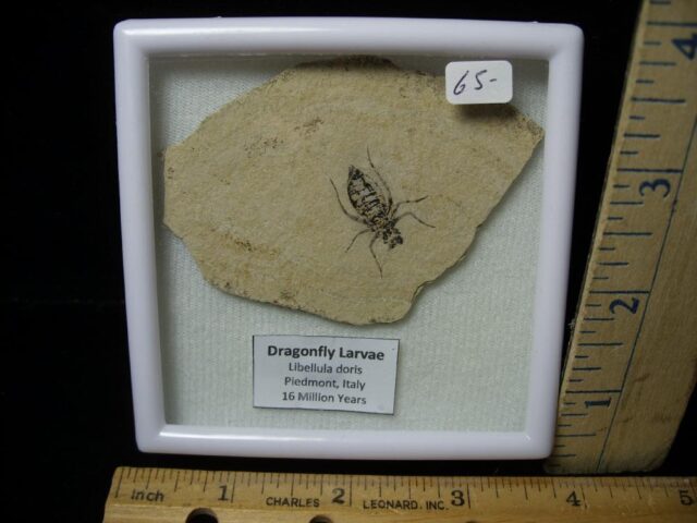 Fossilized  Dragonfly Larvae   (021523m)
