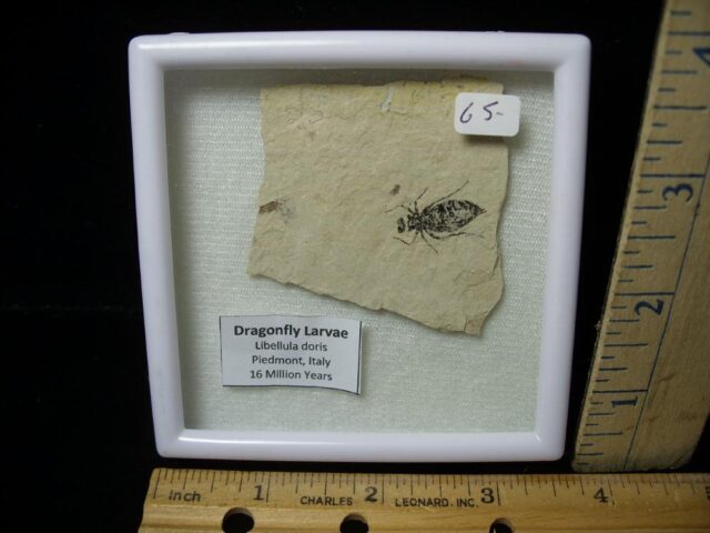 Fossilized  Dragonfly Larvae   (021523n)