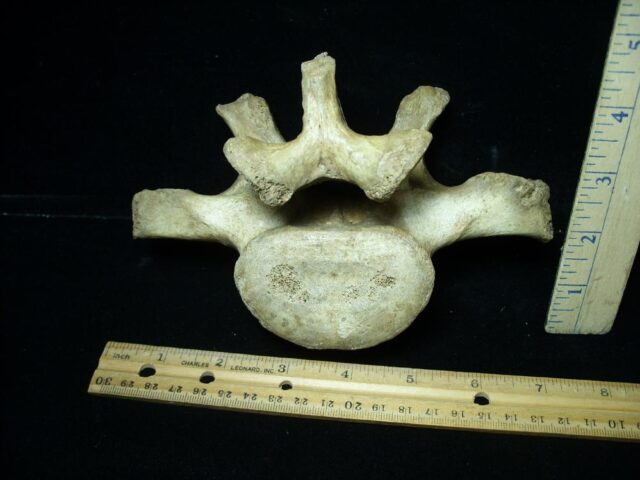 Fossilized Cave Bear Back Vertebra (021923b)