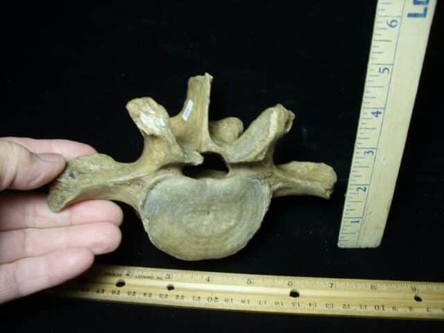 Fossilized Cave Bear Back Vertebra (021923b) - Image 2