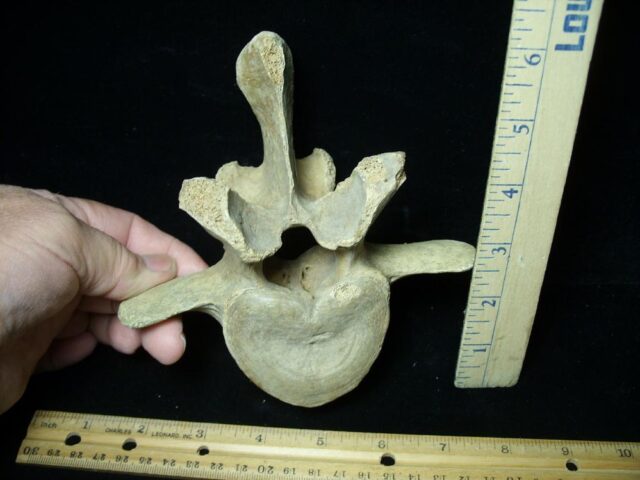Fossilized Cave Bear Back Vertebra (021923c)