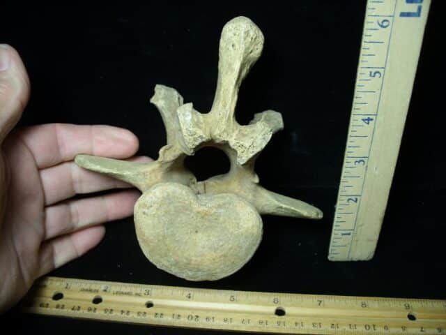 Fossilized Cave Bear Back Vertebra (021923c) - Image 2