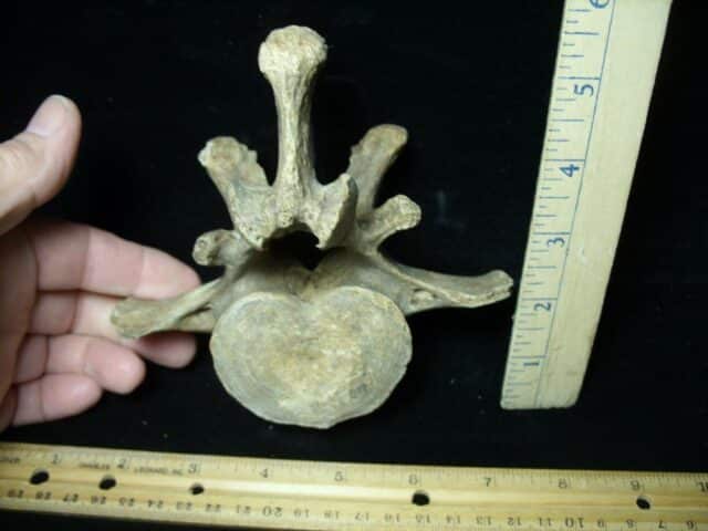 Fossilized Cave Bear Back Vertebra (021923d)....ON HOLD for M.K.  03/31/23 - Image 2
