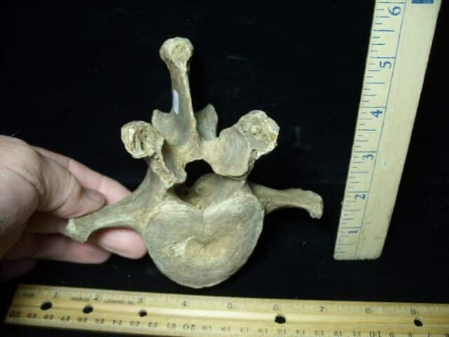 Fossilized Cave Bear Back Vertebra (021923d)....ON HOLD for M.K.  03/31/23