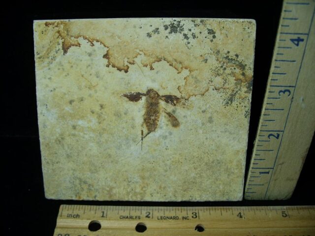 Fossilized “Cockroach” in Matrix  (021923m)