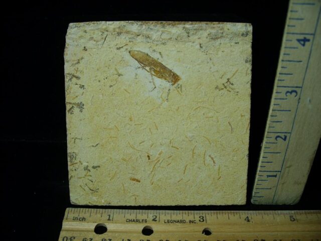 Fossilized “Grasshopper”  in Matrix  (021923n)