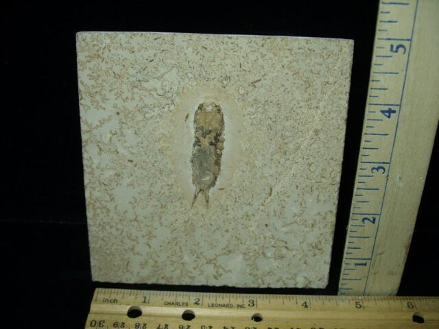 Fossilized Mayfly Nymph (022023f)