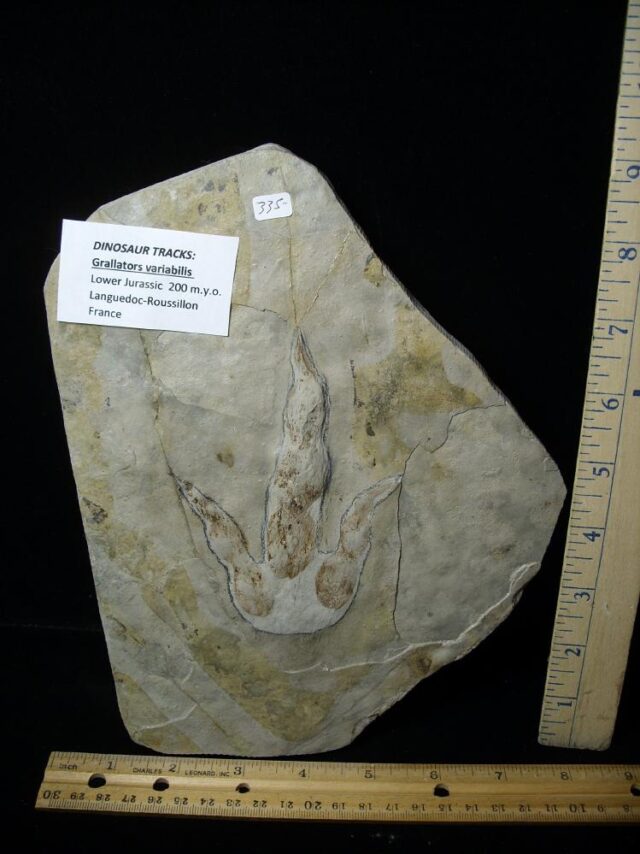 DINOSAUR TRACK  (022323a)
