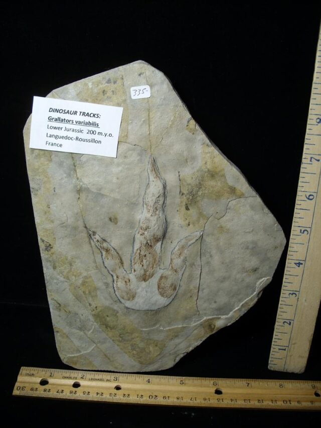 DINOSAUR TRACK  (022323a) - Image 3