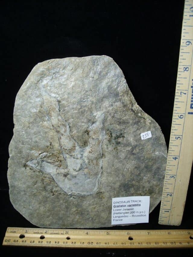 DINOSAUR TRACK  (022323b)