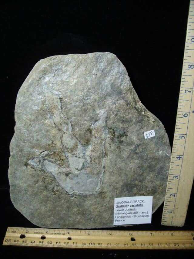 DINOSAUR TRACK  (022323b) - Image 3