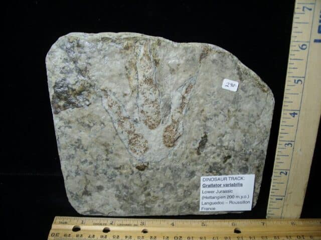 DINOSAUR TRACK  (022323d)