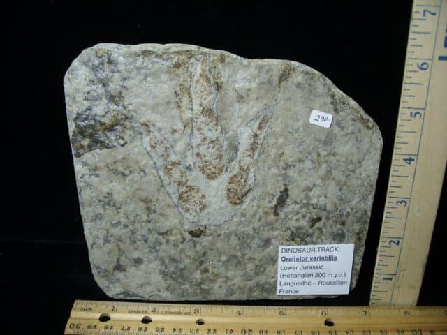 DINOSAUR TRACK  (022323d) - Image 3