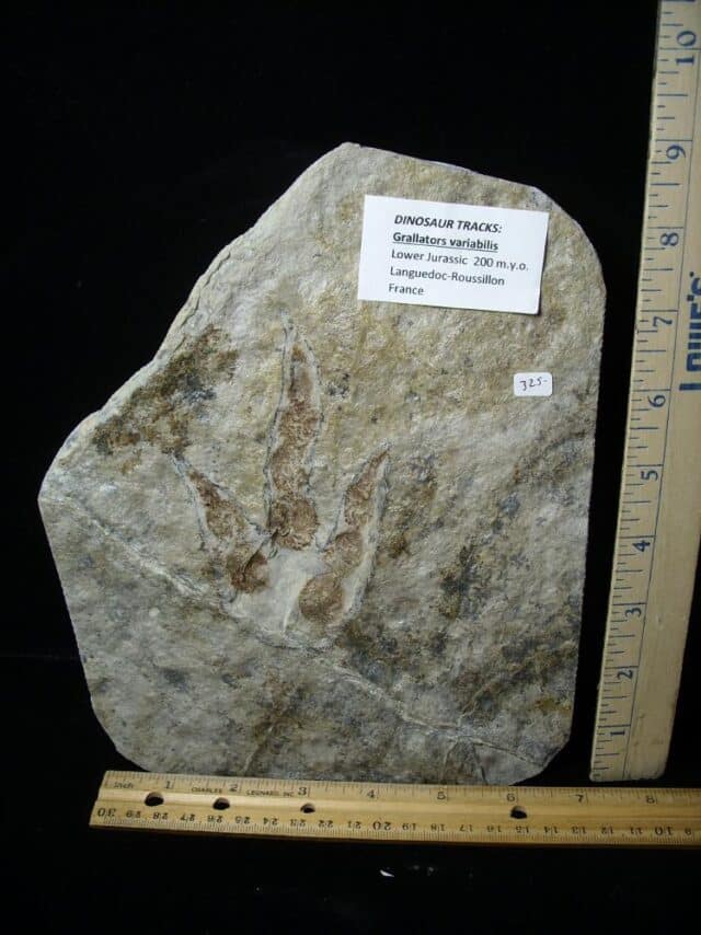DINOSAUR TRACK  (022323c)