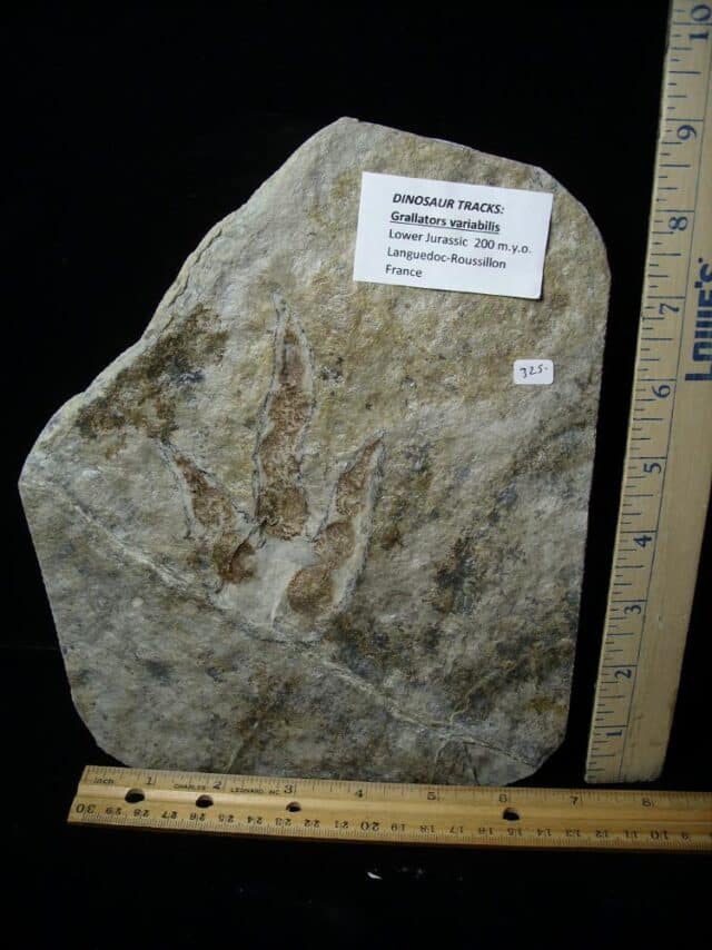 DINOSAUR TRACK  (022323c) - Image 3