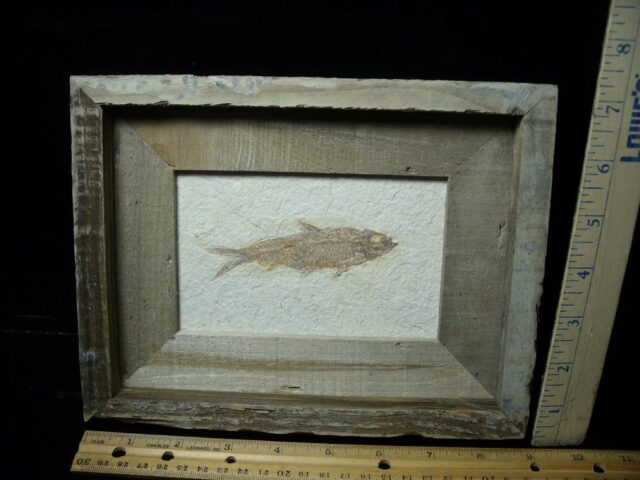 Framed Fossilized “Green River” Fish (022423r)