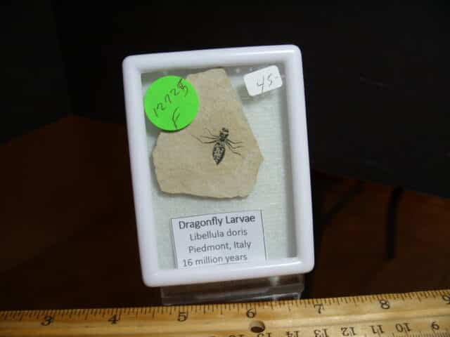 Fossilized  Dragonfly Larvae   (012725f)