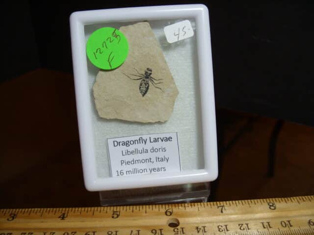 Fossilized  Dragonfly Larvae   (012725f) - Image 2