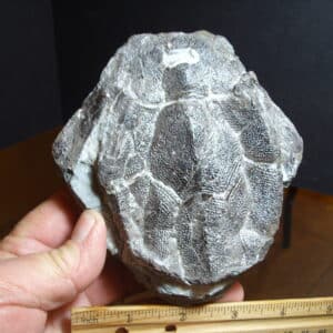Bothriolepis (Armored Fish)(013025a)