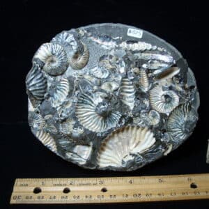 Iridescent  Ammonites (020725p)