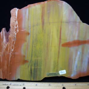 Arizona Petrified Wood (020825h))