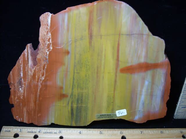 Arizona Petrified Wood (020825h))