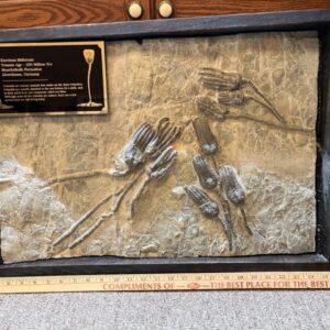 Encrinus lilliformis Crinoid Plate(032023r