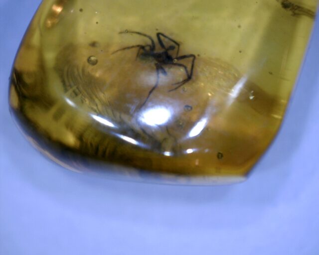 Dominican Amber Specimen with Spider (032023b) - Image 3