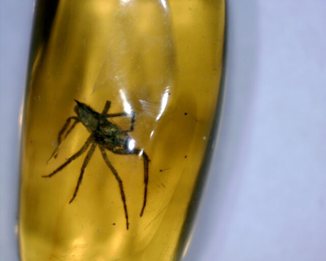 Dominican Amber Specimen with Spider (032023c) - Image 2