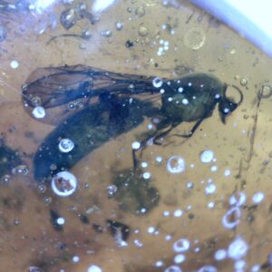 Dominican Amber Specimen with Wasp & Spider (032023d)